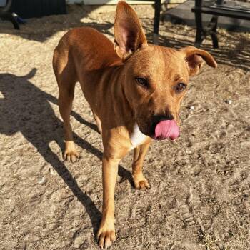 Rescue Bulldog Dogs for Adoption in Valdosta, Georgia - Bear | PetCurious