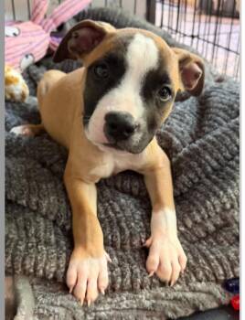 KENNY 425 -  Mixed Breed Dog for Adoption in New Berlin, Wisconsin - KENNY 425 | PetCurious