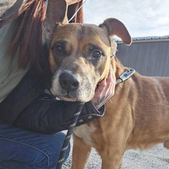 Mixed Breed Dogs Available for Adoption - Ford | PetCurious