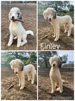 Standard Poodle Dogs Available for Adoption - Finley | PetCurious
