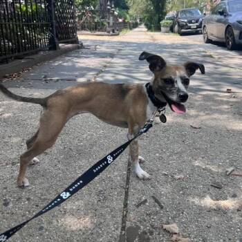 Blanche -  Chihuahua and Mixed Breed Dog for Adoption in New York, New York - Blanche | PetCurious