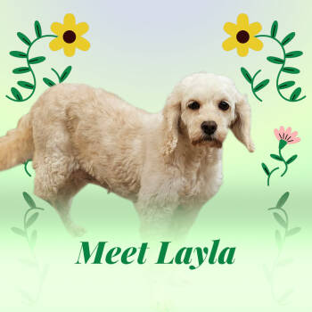 Rescue Cockapoo Dogs for Adoption in Minneapolis, Minnesota - Layla D6112 | PetCurious