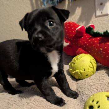 Rune -  Terrier and Mixed Breed Dog for Adoption in San Antonio, Texas - Rune | PetCurious