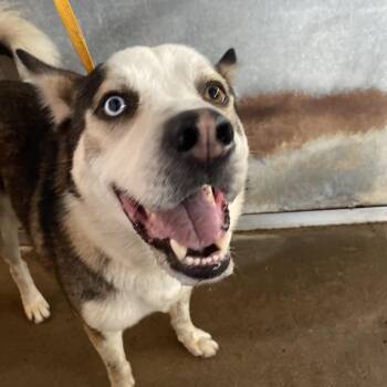 Husky Dogs Available for Adoption in Edinburg, Texas - Darth Maul | PetCurious