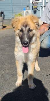 Lake -  Shepherd Dog for Adoption in Santa Rosa, California - Lake | PetCurious