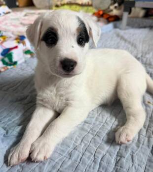 Santana -  Jack Russell Terrier and Australian Shepherd Dog for Adoption in Phoenix, Arizona - Santana | PetCurious