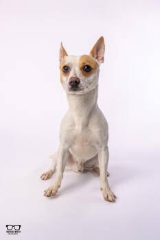 Scrappy Doo -  Chihuahua and Jack Russell Terrier Dog for Adoption in Hoffman Estates, Illinois - Scrappy Doo | PetCurious