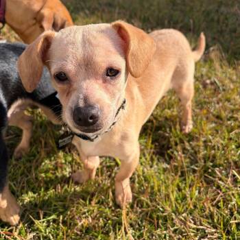 Rescue Chihuahua and Dachshund Dogs for Adoption in Savannah, Georgia - Ranch Water | PetCurious
