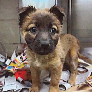 Mochi -  German Shepherd Dog and Mixed Breed Dog for Adoption in Helena, Alabama - Mochi | PetCurious