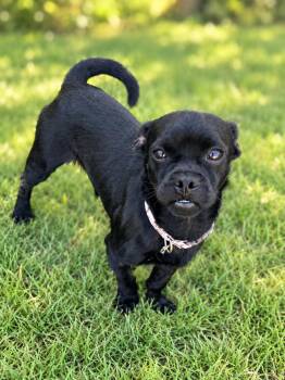 Robin -  Pug Dog for Adoption in Floresville, Texas - Robin | PetCurious