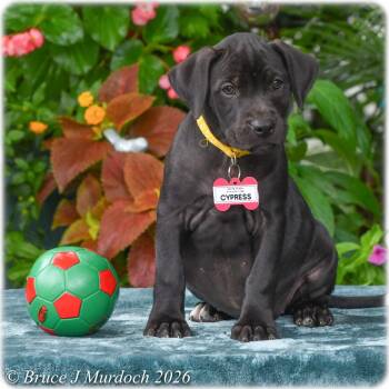 Cypress -  Labrador Retriever Dog for Adoption in Wake Forest, North Carolina - Cypress | PetCurious