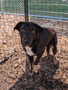 Rescue Hound Dogs for Adoption in Huntsville, Alabama - Petunia | PetCurious