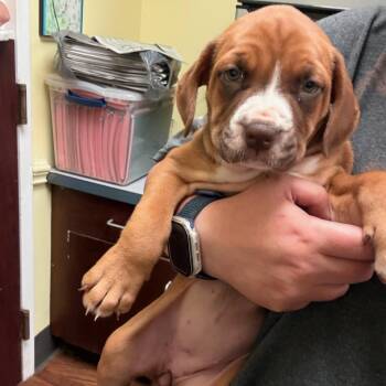 Labrador Retriever and Hound Dogs Available for Adoption in Fountain Hill, Pennsylvania - Chevy | PetCurious