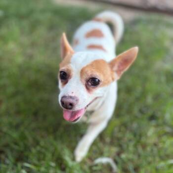 Lucille LaRue -  Chihuahua and Mixed Breed Dog for Adoption in Olathe, Kansas - Lucille LaRue | PetCurious