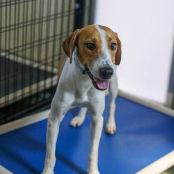 Tippy -  Hound and Mixed Breed Dog for Adoption in Bradenton, Florida - Tippy | PetCurious