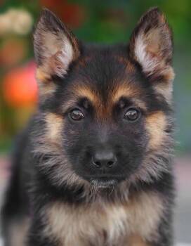 German Shepherd Dog Dogs Available for Adoption - *Banjo Von Brockel | PetCurious