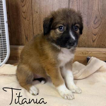 Titiania -  Retriever and Collie Dog for Adoption in Hillsboro, Ohio - Titiania | PetCurious