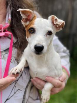 Piper -  Jack Russell Terrier Dog for Adoption in Winter, Wisconsin - Piper | PetCurious