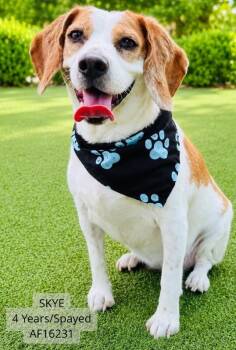 Skye -  Beagle Dog for Adoption - Skye | PetCurious