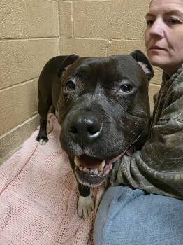 Rescue Pit Bull Terrier Dogs for Adoption in Lincoln Park, New Jersey - Peggy | PetCurious