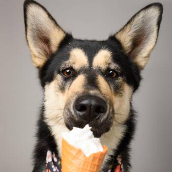 Primavera -  Shepherd and Mixed Breed Dog for Adoption in Riverside, California - Primavera | PetCurious
