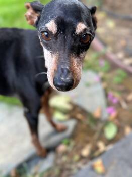 Pearl -  Miniature Pinscher Dog for Adoption in Sacramento, California - Pearl | PetCurious
