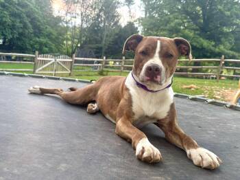 Rescue Pit Bull Terrier and Boxer Dogs for Adoption in Salisbury, Maryland - Caesar | PetCurious