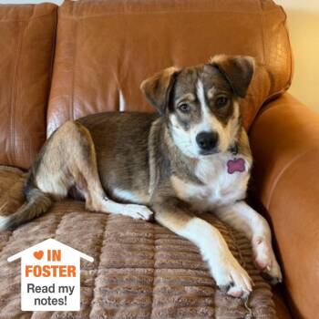 Australian Shepherd and Labrador Retriever Dogs Available for Adoption in Kanab, Utah - Nami | PetCurious