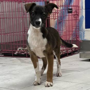Wilson -  Labrador Retriever Dog for Adoption in Lufkin, Texas - Wilson | PetCurious