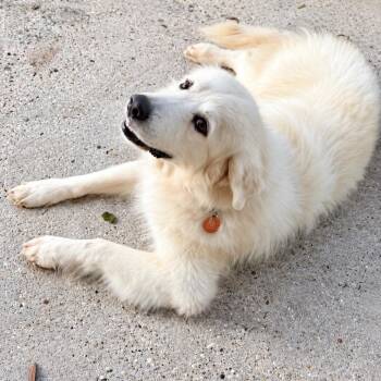 Teddy Lasso -  Great Pyrenees and Mixed Breed Dog for Adoption in New Orleans, Louisiana - Teddy Lasso | PetCurious