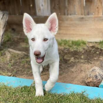 Neji Ronan -  Husky and Shepherd Dog for Adoption in Fresno, California - Neji Ronan | PetCurious