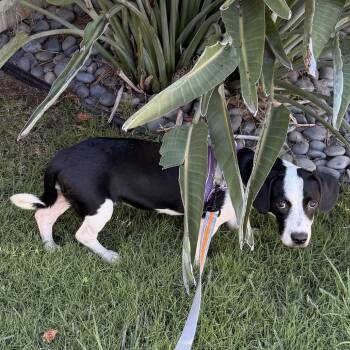 Jade -  Dachshund and Basset Hound Dog for Adoption in San Diego, California - Jade | PetCurious