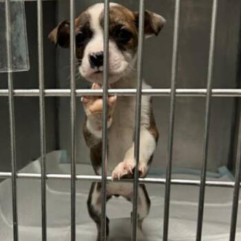 Mixed Breed Dogs Available for Adoption - Topaz | PetCurious