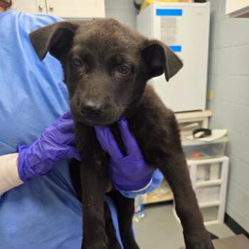 German Shepherd Dog and Mixed Breed Dogs Available for Adoption in Duncan, Oklahoma - Delila | PetCurious