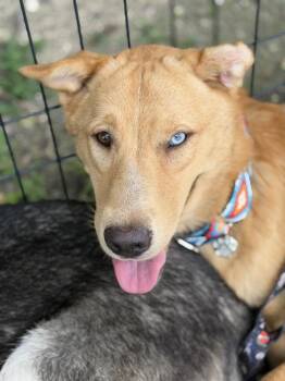 Apollo -  Carolina Dog and Shepherd Dog for Adoption in Lakeland, Florida - Apollo | PetCurious