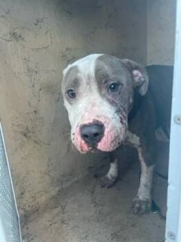 Mixed Breed Dogs Available for Adoption in West Palm Beach, Florida - LUCKY | PetCurious