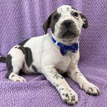 Bullmastiff and Pit Bull Terrier Dogs Available for Adoption in Lodi, California - Bryce | PetCurious
