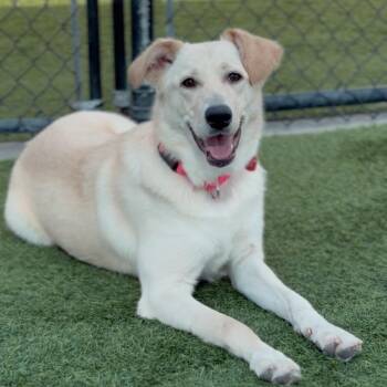 Yellow Labrador Retriever Dogs Available for Adoption in Los Angeles, California - Penny Lane A2253330 | PetCurious