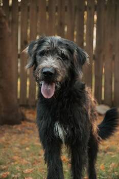 Gus -  Irish Wolfhound Dog for Adoption in Muldrow, Oklahoma - Gus | PetCurious