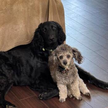 Molly -  Labrador Retriever and Poodle Dog for Adoption in Lenoir, North Carolina - Molly | PetCurious