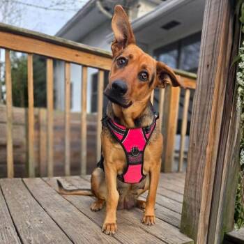 Shepherd and Hound Dogs Available for Adoption - Mama Crockpot | PetCurious