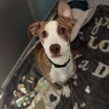 Jalapeno -  Mixed Breed Dog for Adoption in South Elgin, Illinois - Jalapeno | PetCurious