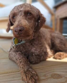 Labradoodle and Miniature Poodle Dogs Available for Adoption in North Olmsted, Ohio - Buster | PetCurious
