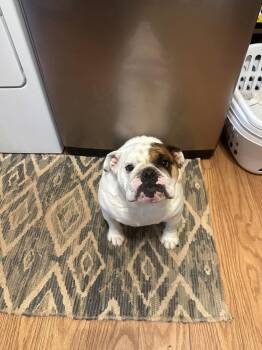 Rescue American Bulldog Dogs for Adoption in Milton, Georgia - Penny Loafer | PetCurious