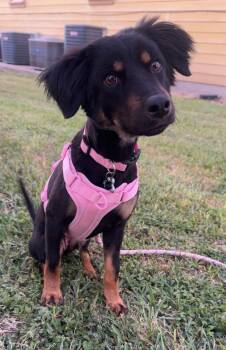 Rescue Rottweiler and Australian Shepherd Dogs for Adoption in Harlingen, Texas - Kylie | PetCurious