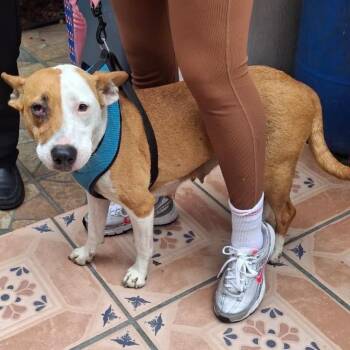 Bull Terrier Dogs Available for Adoption in Escondido, California - Molly | PetCurious