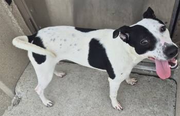 Rescue Pit Bull Terrier and Mixed Breed Dogs for Adoption in Decatur, Illinois - MRS. POTATOHEAD | PetCurious