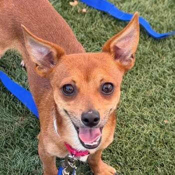 Rainman -  Chihuahua Dog for Adoption in Walnut Creek, California - Rainman | PetCurious