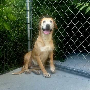Rescue Labrador Retriever Dogs for Adoption in Kalamazoo, Michigan - Reba | PetCurious