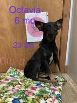 Octavia -  Rat Terrier and Border Collie Dog for Adoption in Welling, Oklahoma - Octavia | PetCurious